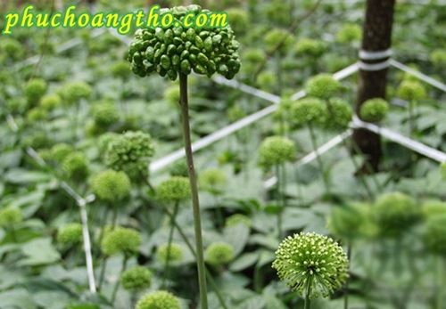 cay-va-nu-hoa-tam-that-phuchoangtho.com (10)
