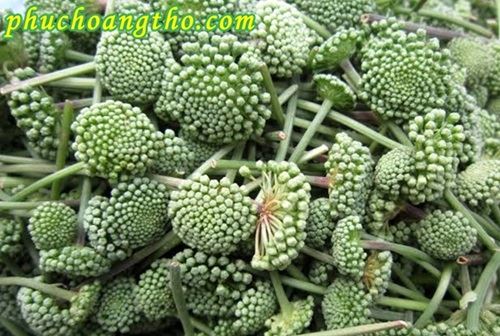 ảnh nụ tam thất khô và tươi