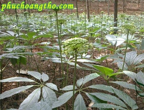 nụ tam thất khi cây non 3 năm củ nhỏ