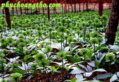 cây tam thất bắc giống tốt nhất