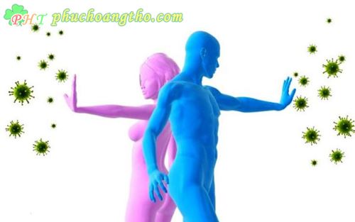 điều trị bệnh ung thư với củ tam thất