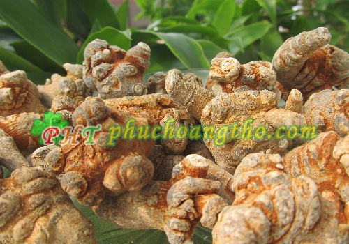 tác dụng tam thất bắc giúp điều trị ung thư