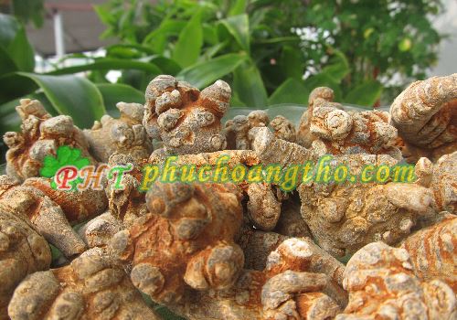 thành phần tam thất bắc có chất chống ung thư