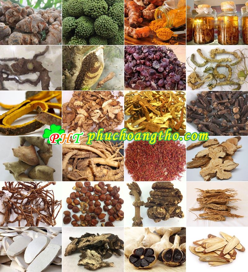 dược liệu củ tam thất bắc tinh nghệ mật ong nấm lim xanh sâm ngọc linh chi